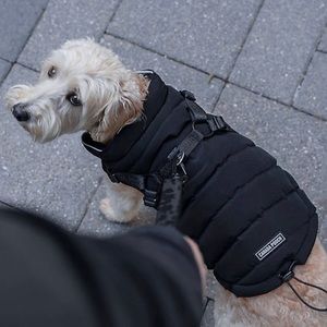 Canada Pooch 2-in-1 Dog Harness Puffer Coat